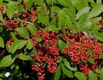 Óleo Essencial de Pimenta Rosa