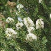 Óleo Essencial de Melaleuca