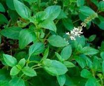 Óleo Essencial de Manjericão