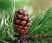 Óleo Essencial de Pinho