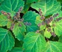 Óleo Essencial de Patchouli