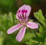 Óleo Essencial de Gerânio