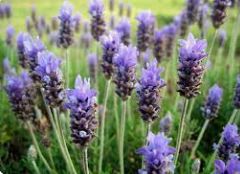 Óleo Essencial de Lavanda Dentata