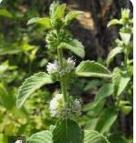 Óleo Essencial Hortelã do Campo