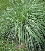 Óleo Essencial de Citronela