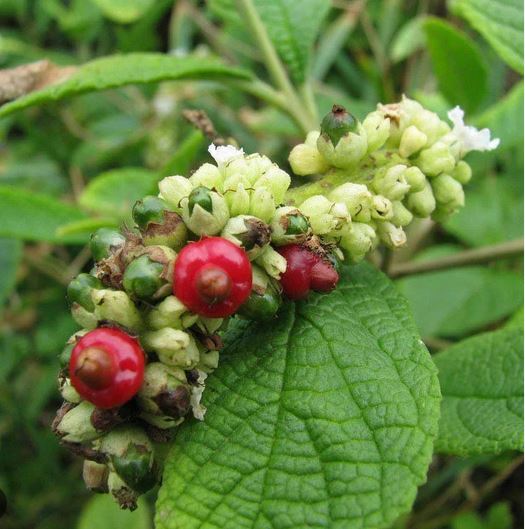 Óleo Essencial de Erva-Baleeira