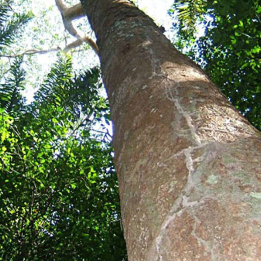 Óleo Essencial de Copaíba Destilada